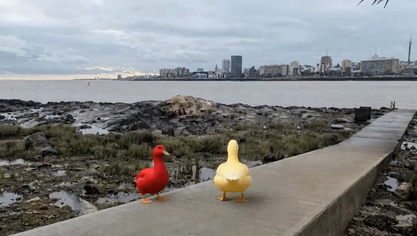 Patos en la orilla